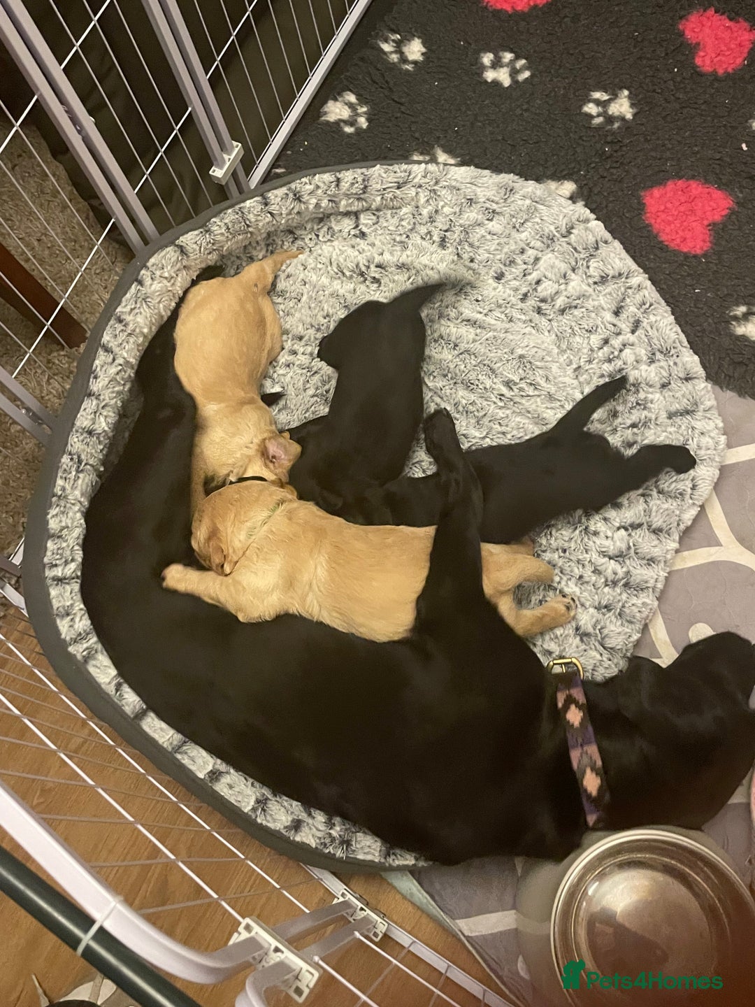 Cockerdor dogs for sale: Cocker Retriever aka Cockerdor bundles of joy - Advert 7