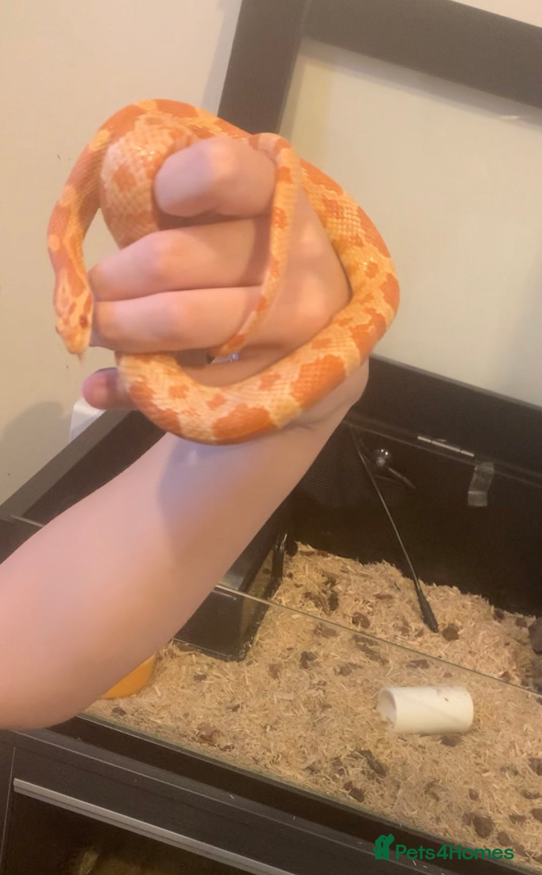 Corn Snake reptiles for sale: Corn snakes for sale - Image 3