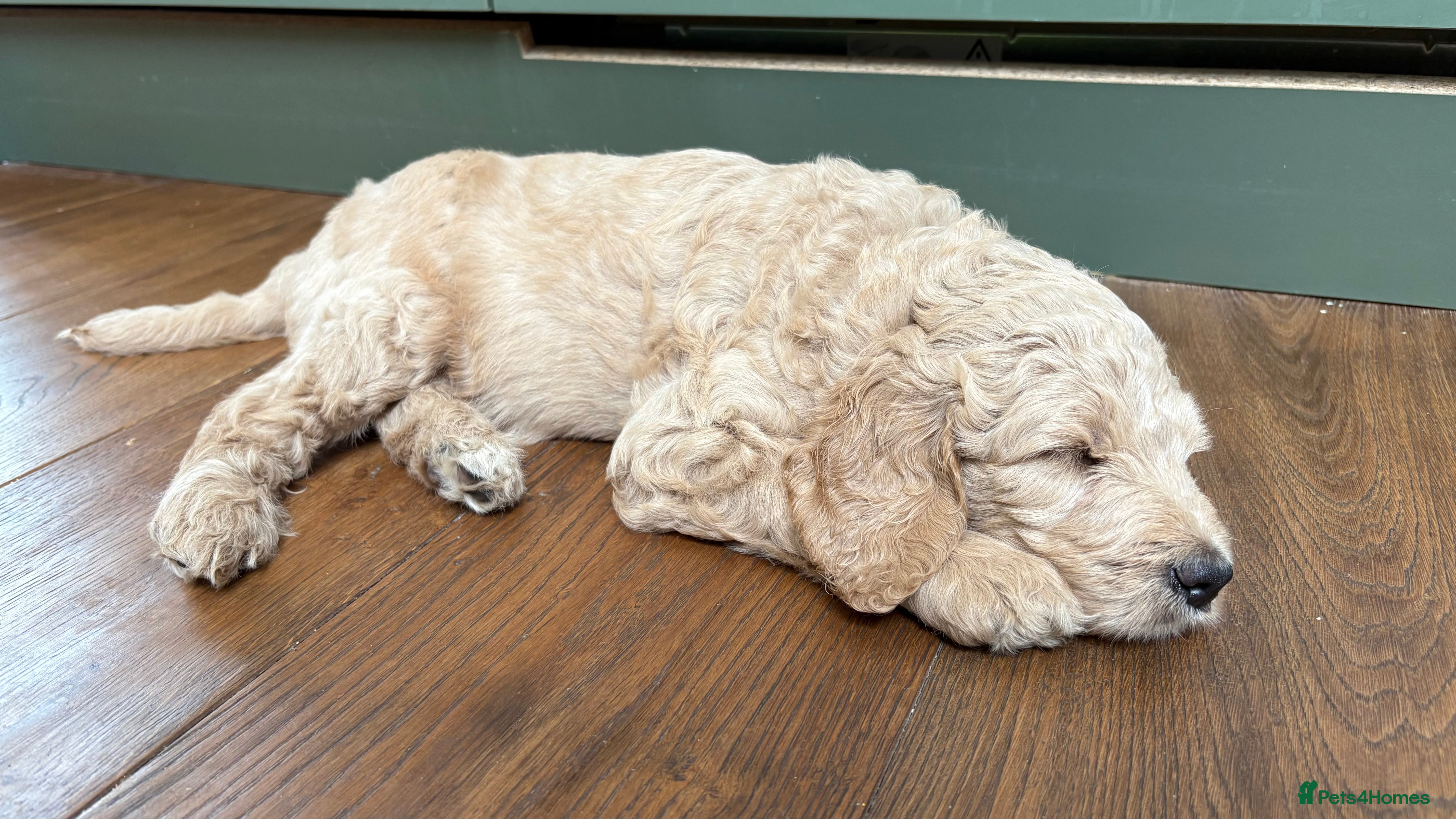 Goldendoodle dogs Golden doodle puppies from a loving home - Advert 2