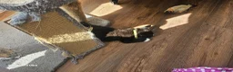 Mixed Breed cats for sale: 5 little kittens ready for the new lovely homes  ! - Advert 5