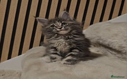 Maine Coon cats for sale: GCCF Registered Pedigree Maine Coon Kittens - Image 4