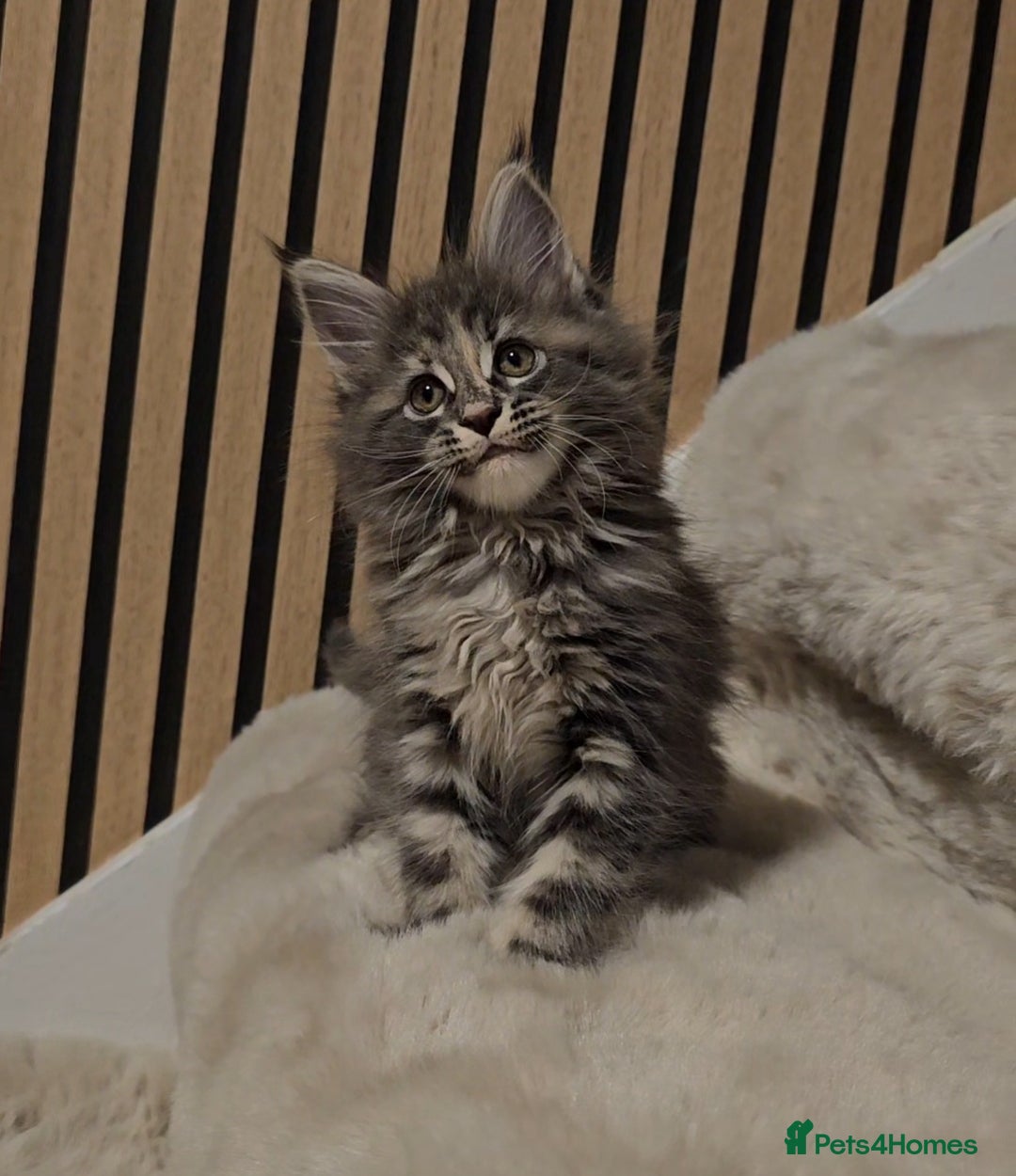 Maine Coon cats for sale: GCCF Registered Pedigree Maine Coon Kittens - Image 4