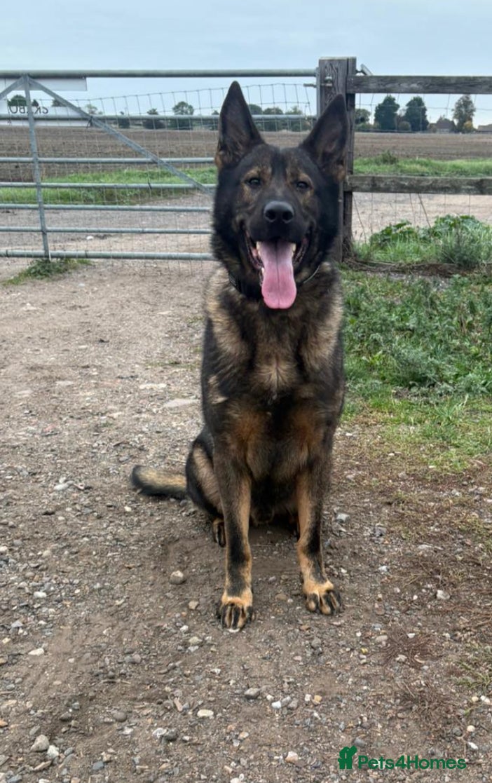 German Shepherd dogs Working German shepherd  - Advert 1