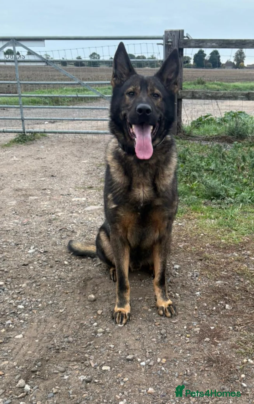 German Shepherd dogs for stud: Working German shepherd  - Advert 1