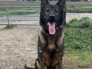 German Shepherd dogs Working German shepherd - Advert 1