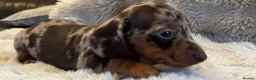 Miniature Dachshund dogs for sale: KC Miniature Dachshund Puppies  - Advert 4