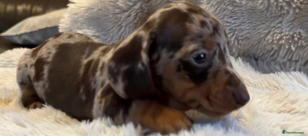 Miniature Dachshund dogs for sale: KC Miniature Dachshund Puppies  - Advert 4