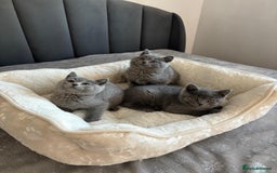 British Shorthair cats for sale: British shorthair kittens - Image 13