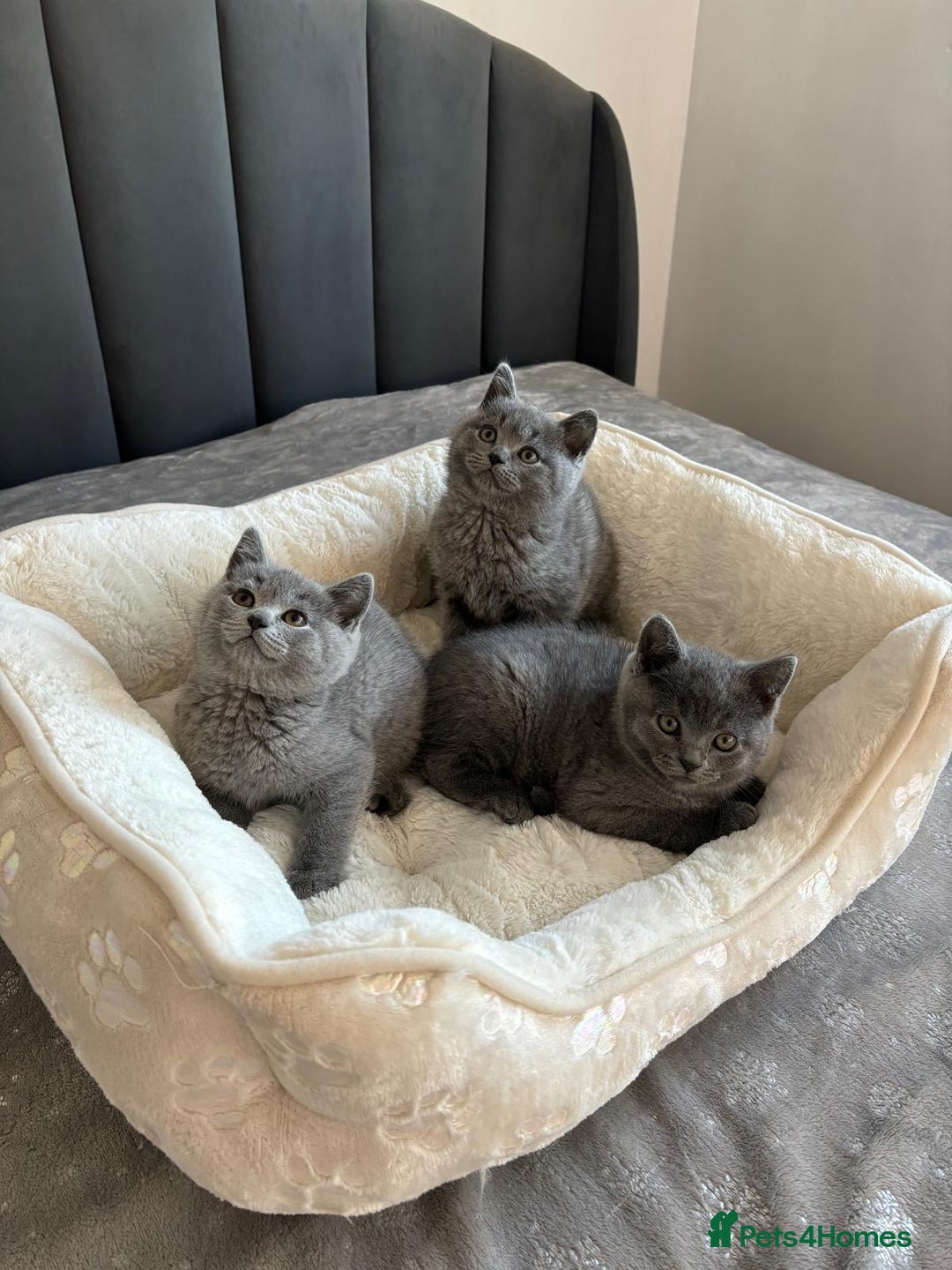 British Shorthair cats for sale: British shorthair kittens - Image 13