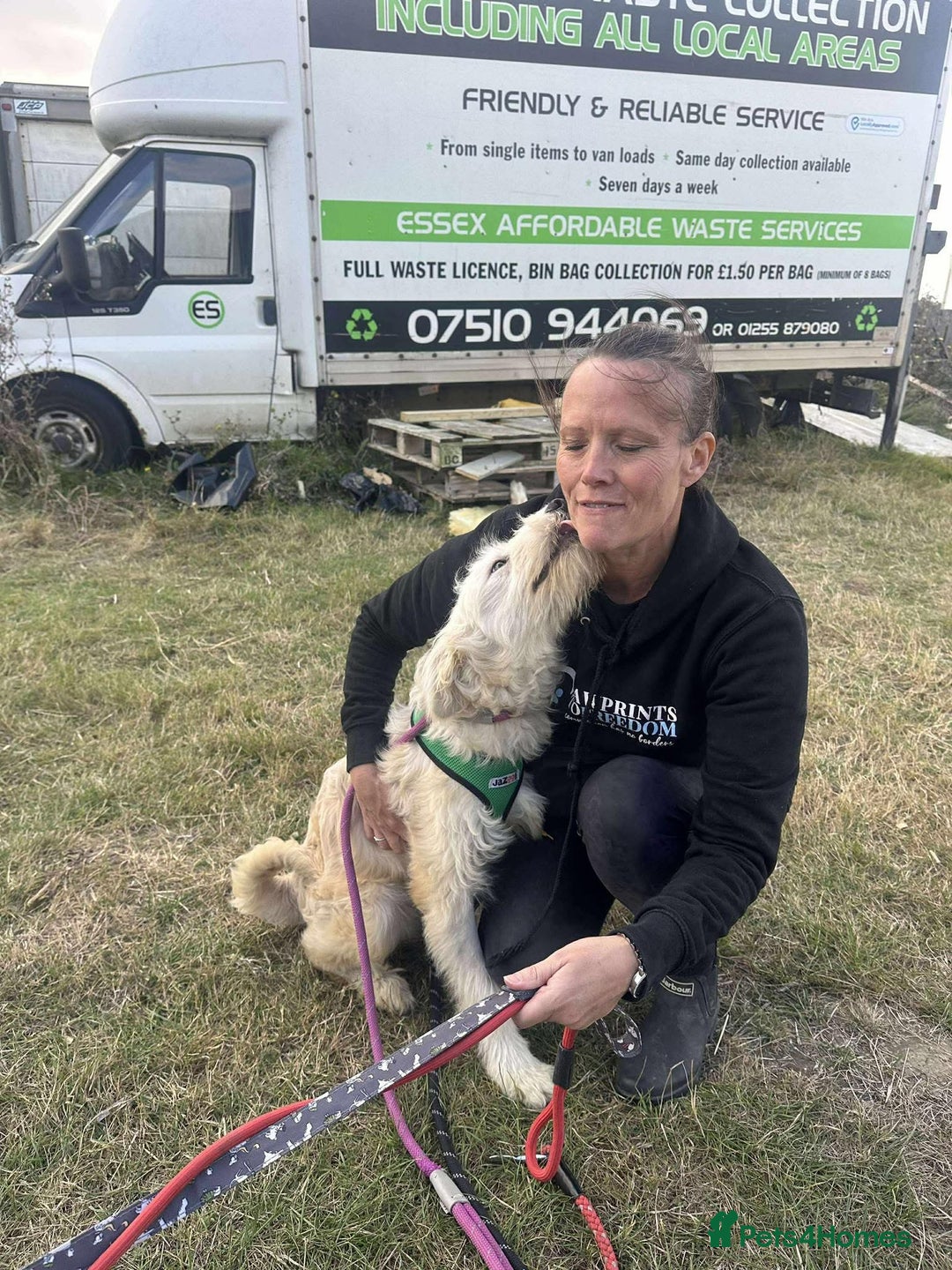 Mixed Breed dogs for adoption: Meet Petey, currently residing in Essex - Image 10
