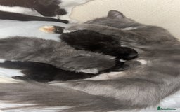 British Longhair cats for sale: 3 beautiful British longhair x  - Image 6