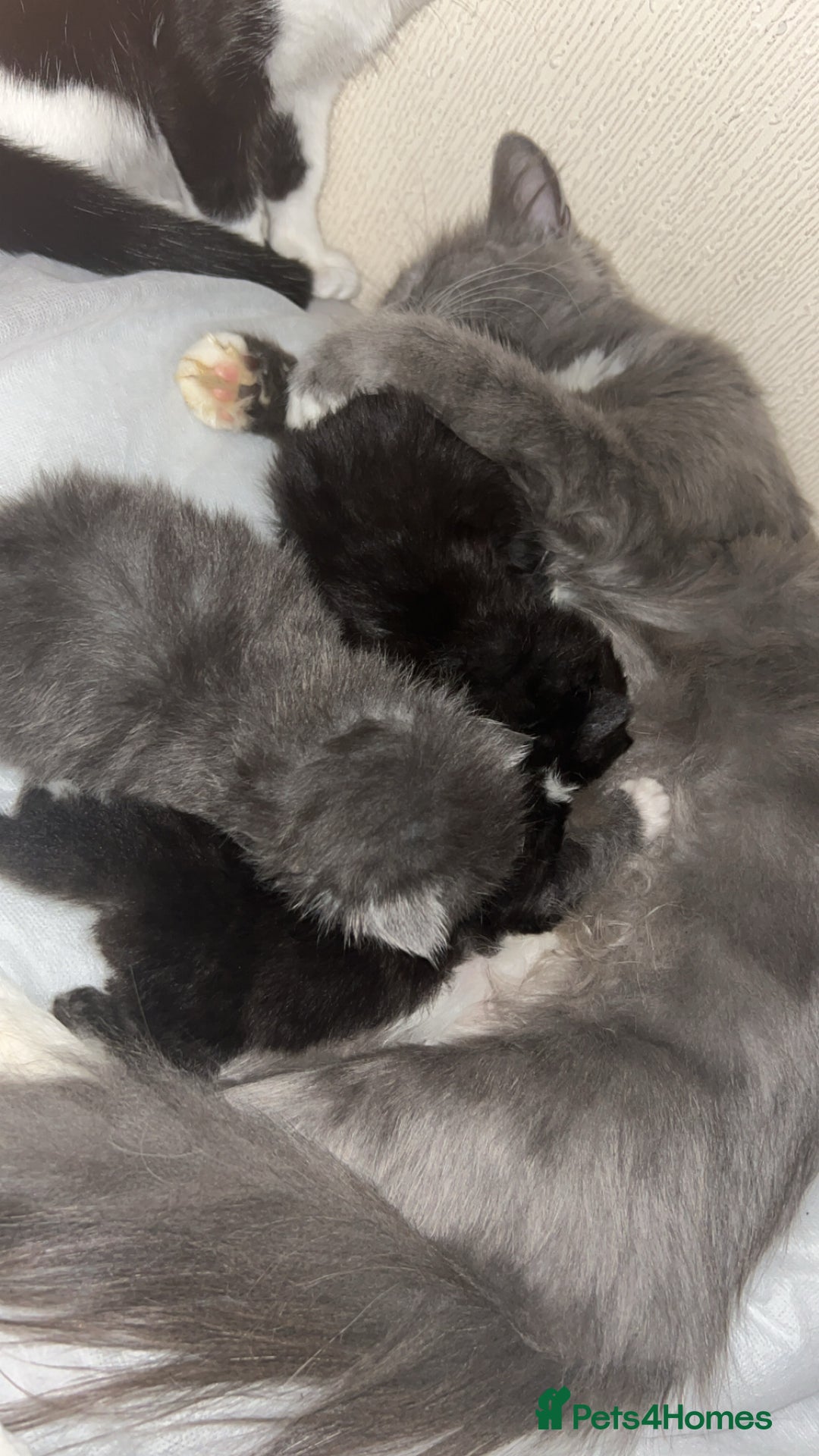 British Longhair cats for sale: 3 beautiful British longhair x  - Image 6