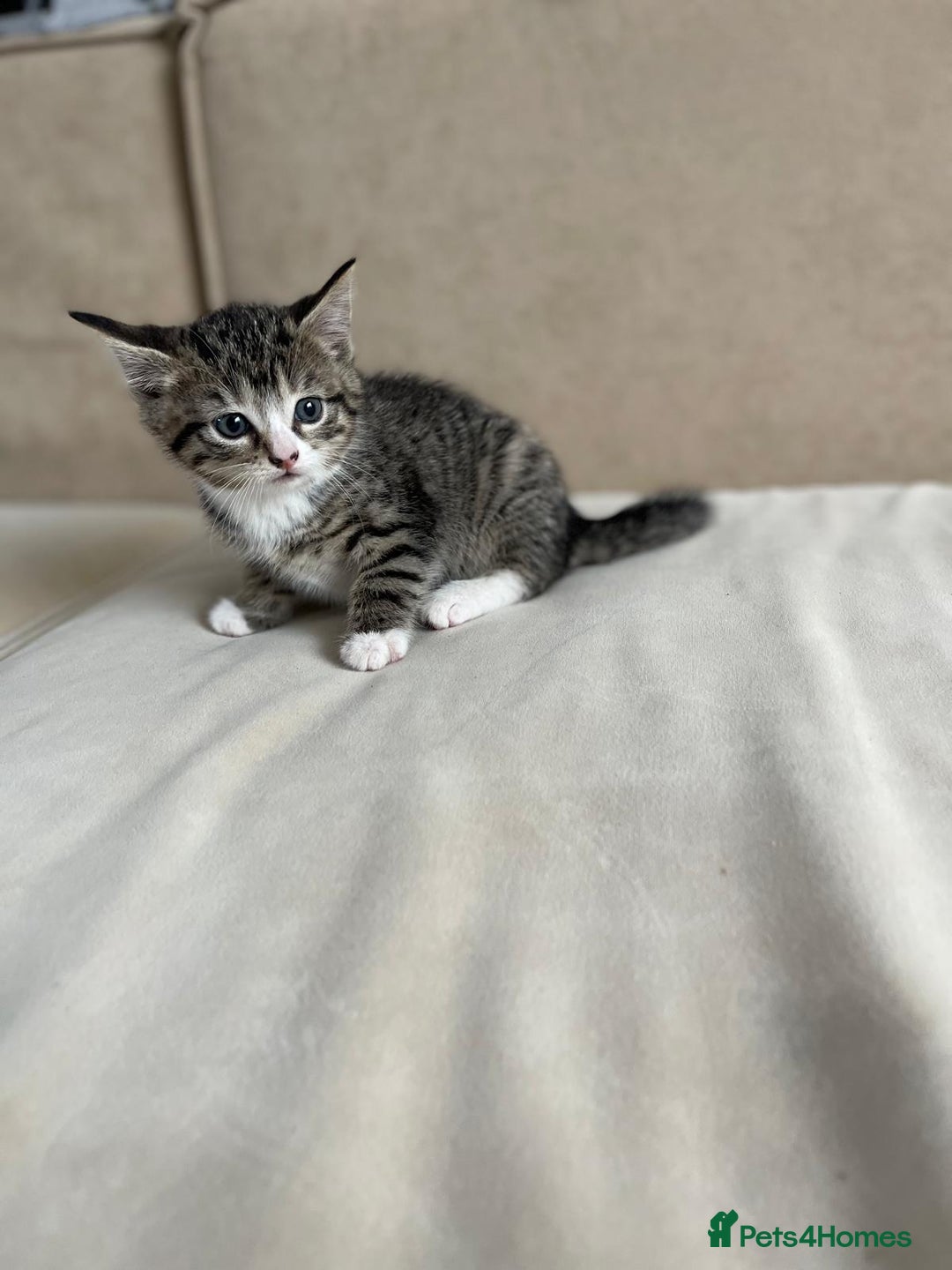European cats for sale: Kittens for sale - Image 14