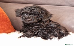 Cockapoo dogs for sale: Adorable best friend pups, sold fully vaccinated - Image 22