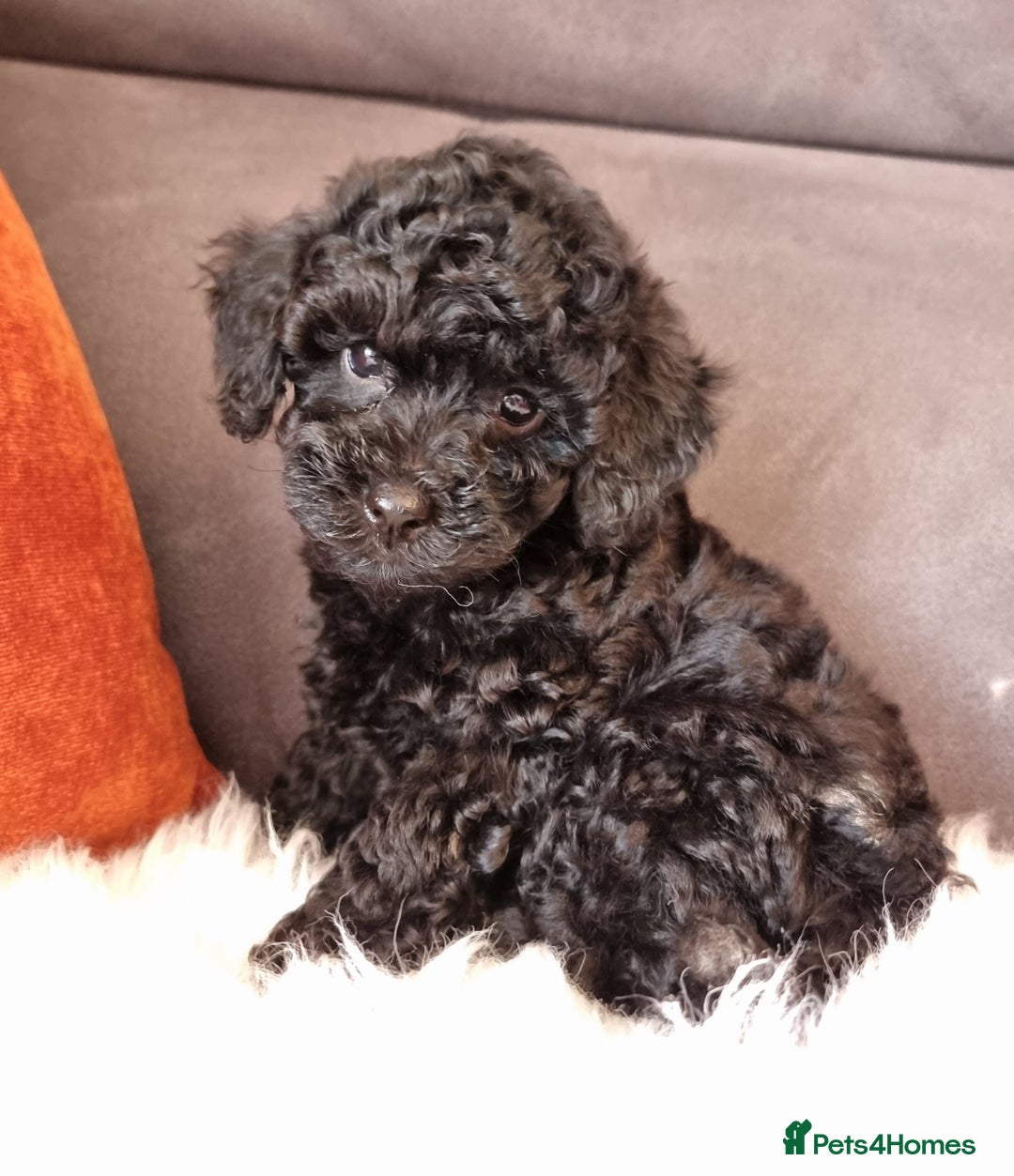 Cockapoo dogs for sale: Adorable best friend pups, sold fully vaccinated - Image 22