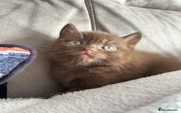 British Shorthair cats for sale: Chocolate brown British shorthair kitten  - Image 3