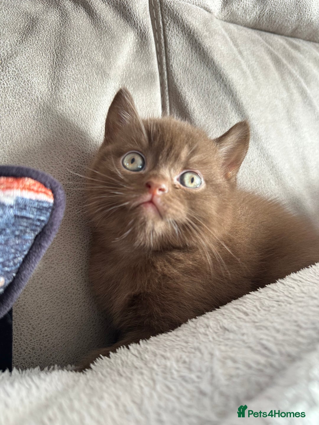 British Shorthair cats for sale: Chocolate brown British shorthair kitten  - Image 3