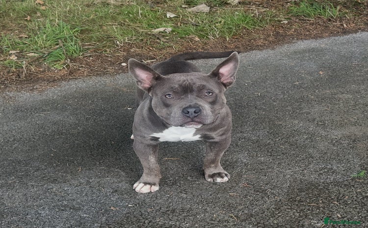 American Bully dogs - Advert 1