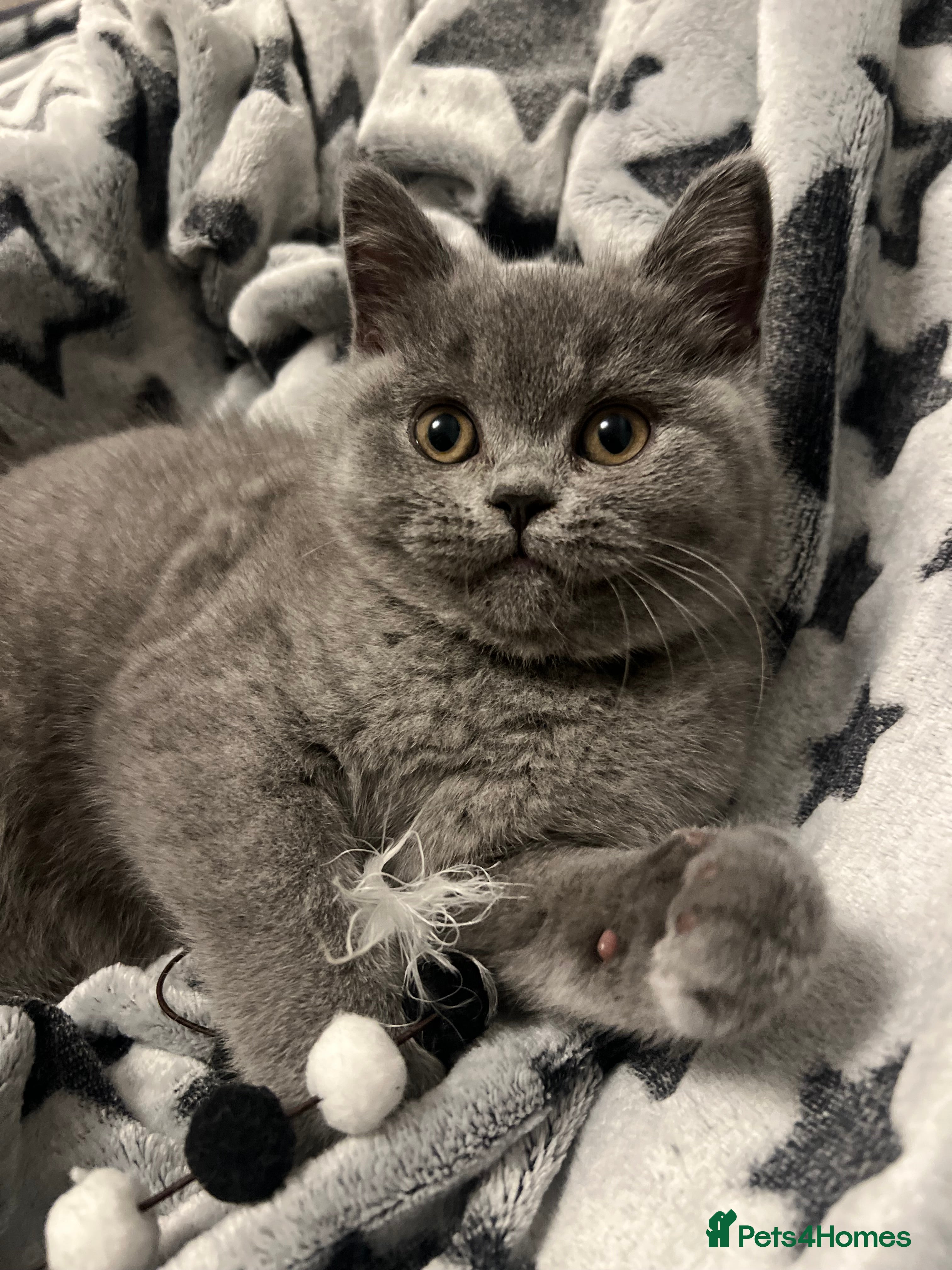 British Shorthair cats GCCF registered British Shorthair kittens  - Advert 13