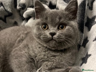 British Shorthair cats GCCF registered British Shorthair kittens - Advert 7