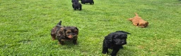 Cockapoo dogs for sale: Cockapoo pups in Wingate - Advert 7