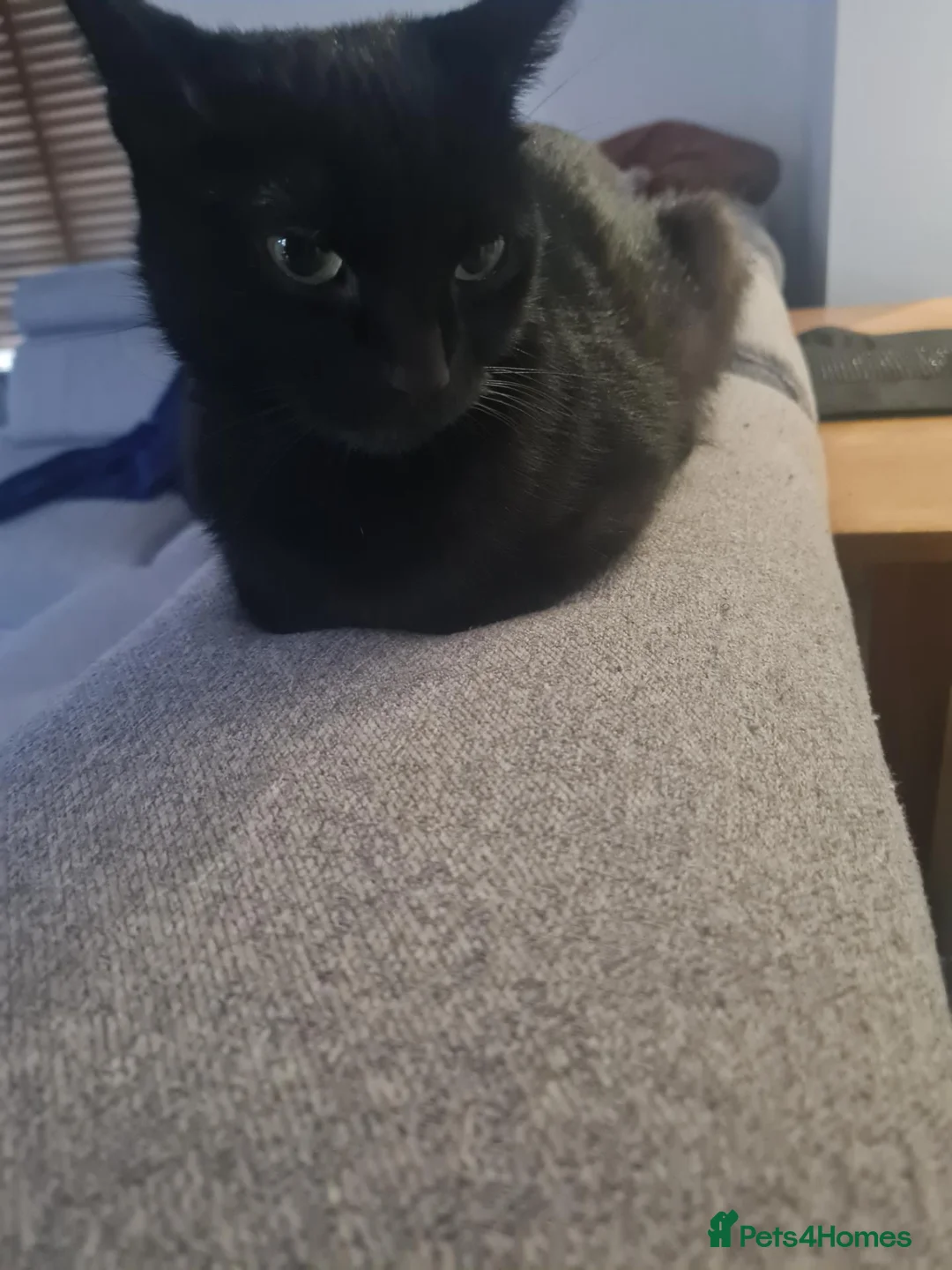 Mixed Breed cats for sale: Lovely little kittens🩵 in Hull - Advert 1