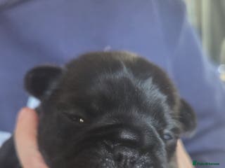 Pug dogs Stunning rare silver platinum panda purebreed pugs - Advert 2