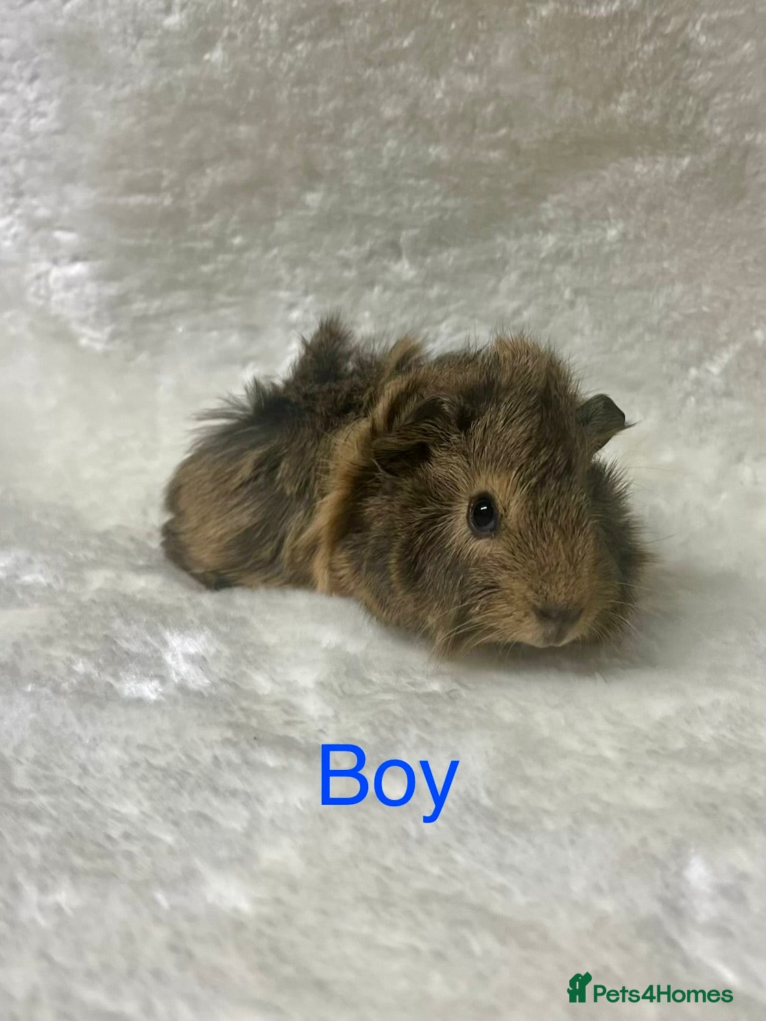 Guinea Pig rodents Beautiful well handled male guinea pig babies - Advert 22