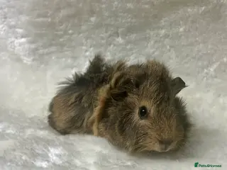 Guinea Pig rodents Beautiful well handled male guinea pig babies - Advert 22