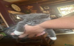 Mixed Breed cats for sale: Blue male with white socks  - Image 17