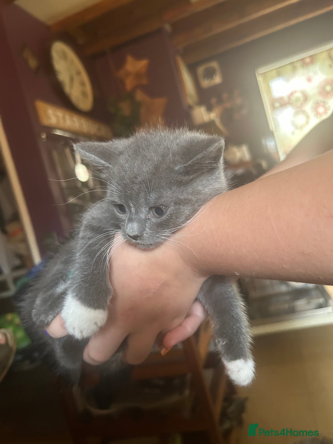 Mixed Breed cats for sale: Blue male with white socks  - Image 17