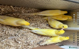Canaries birds for sale: Canaries for sale  - Image 10
