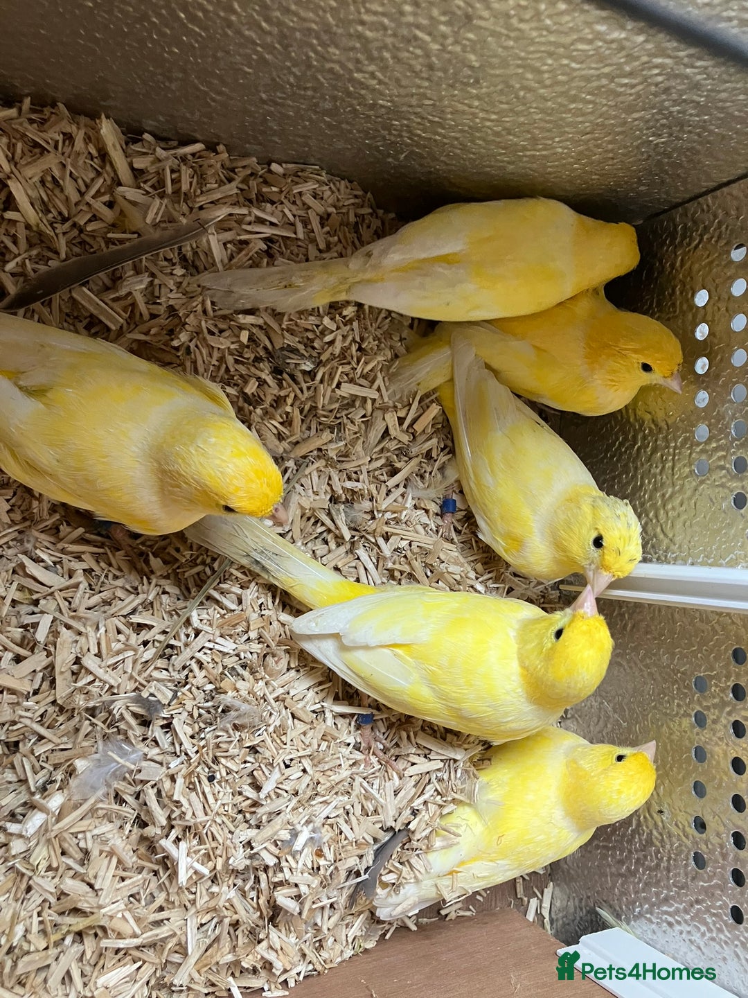 Canaries birds for sale: Canaries for sale  - Image 10