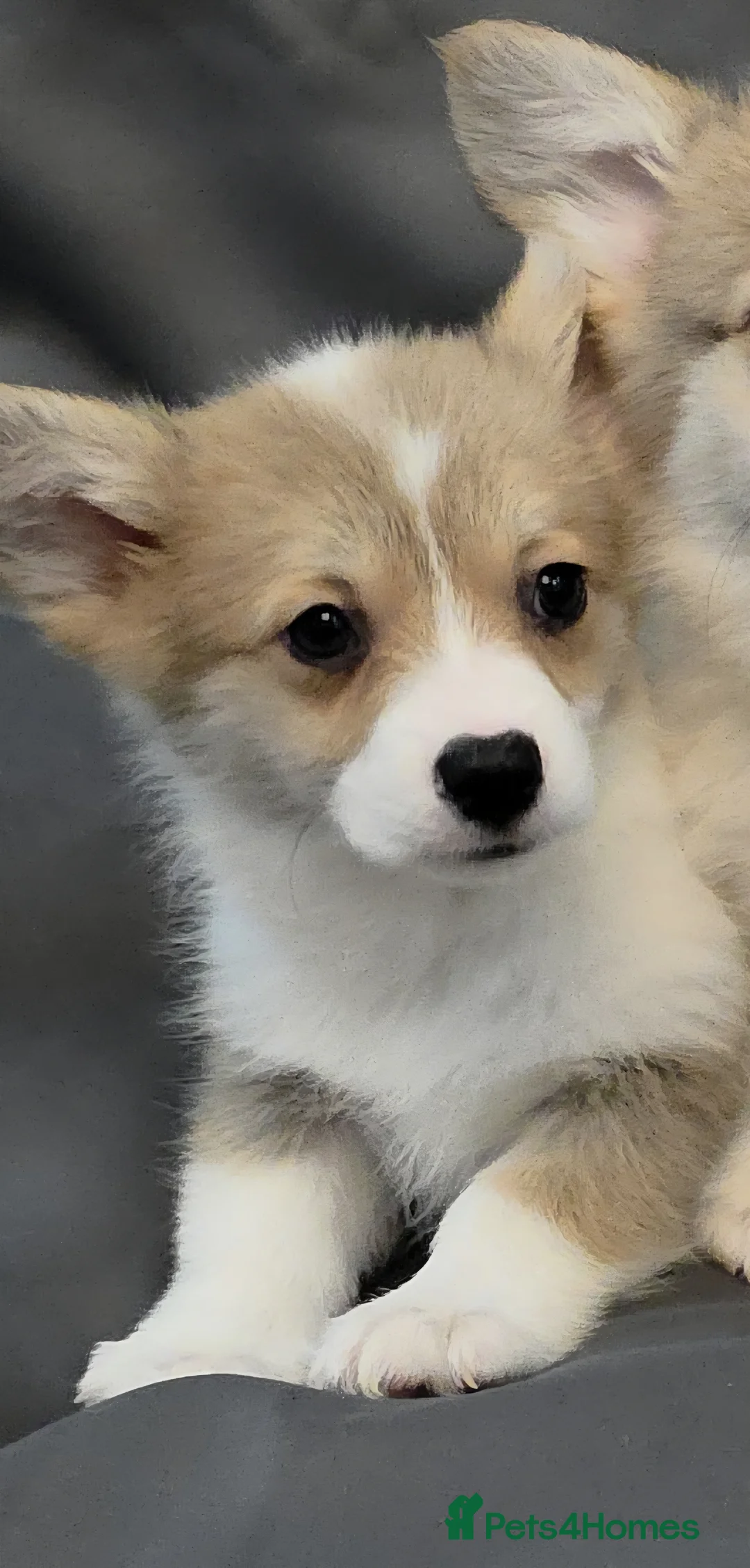 Welsh Corgi Pembroke dogs for sale: 33rd Generation KC Mixed Tail Pembroke Corgi Pups - Advert 10