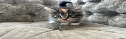 Mixed Breed cats for sale: Long haired female kittens  - Advert 7