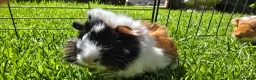 Guinea Pig rodents for sale: Mixed Guinea pigs adult sows and young boars - Advert 2