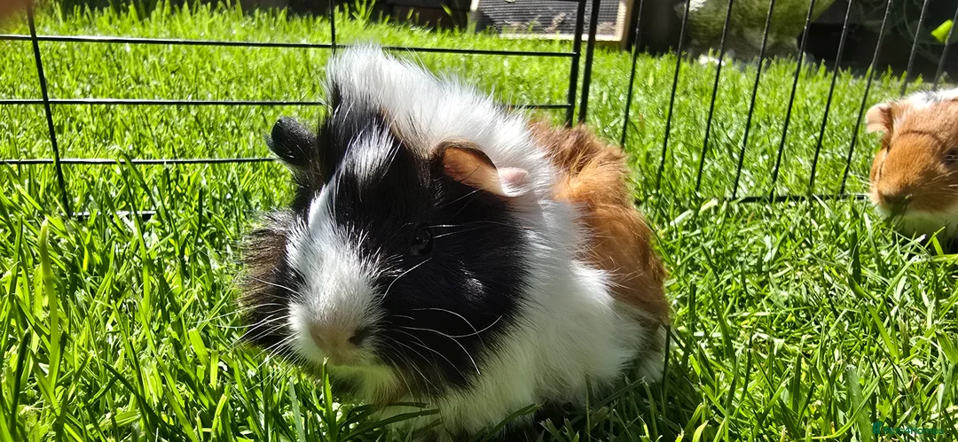 Guinea Pig rodents for sale: Mixed Guinea pigs adult sows and young boars - Advert 2