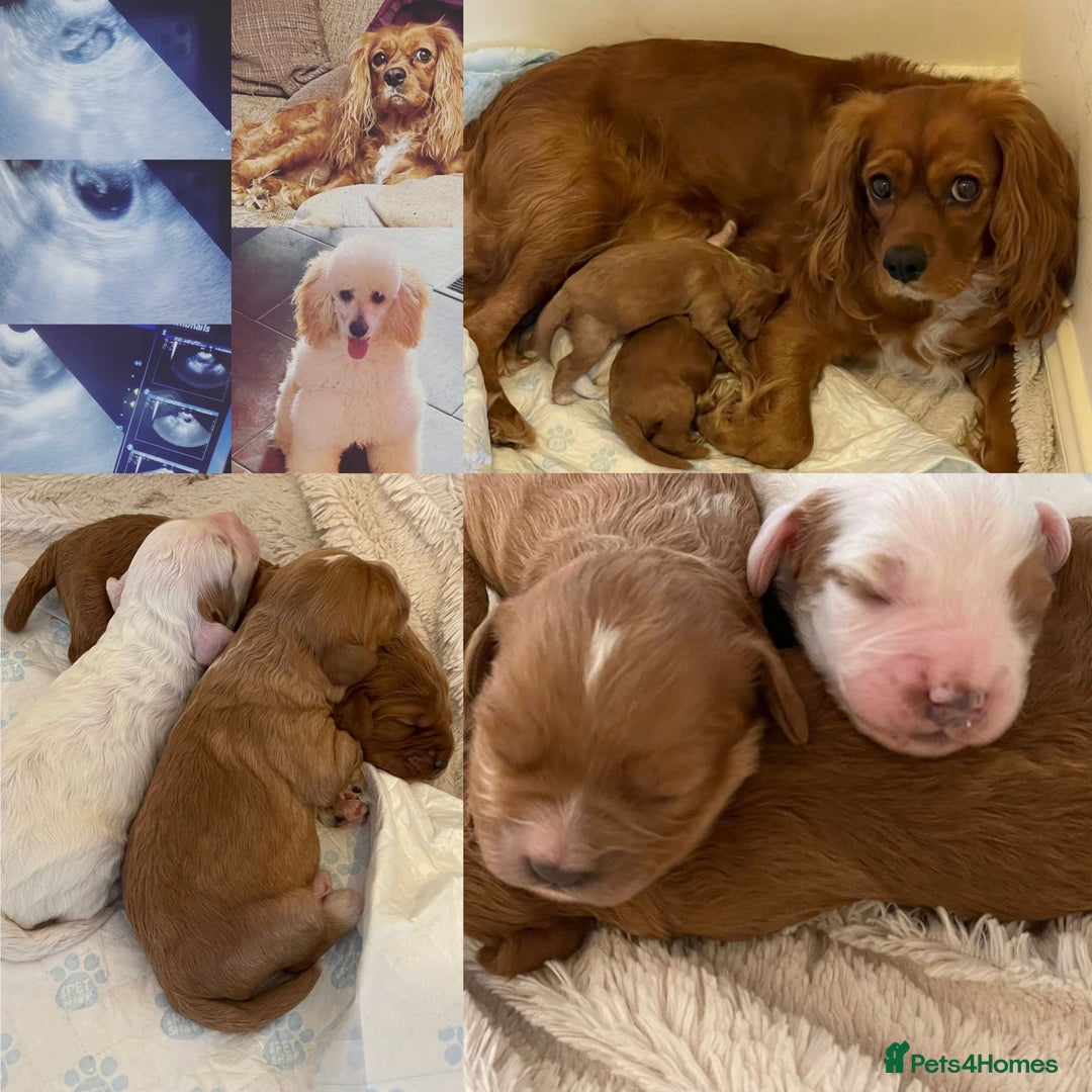 Miniature Poodle dogs for stud: HEALTH TESTED Kc Registered Miniature Poodle STUD in Doncaster - Image 27