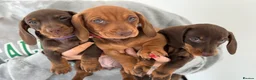 Miniature Dachshund dogs for stud: miniature dachshund stud  in Pontypridd - Advert 16