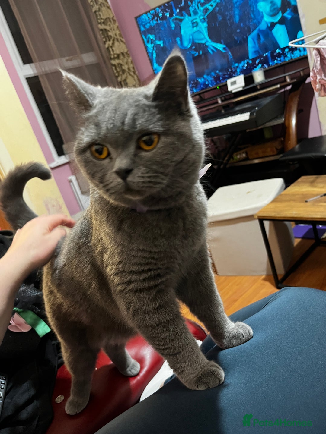 Mixed Breed cats for sale: Five kittens are ready to go now. - Advert 13