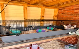 Guinea Pig rodents for sale: 2 beautiful brothers  - Image 4