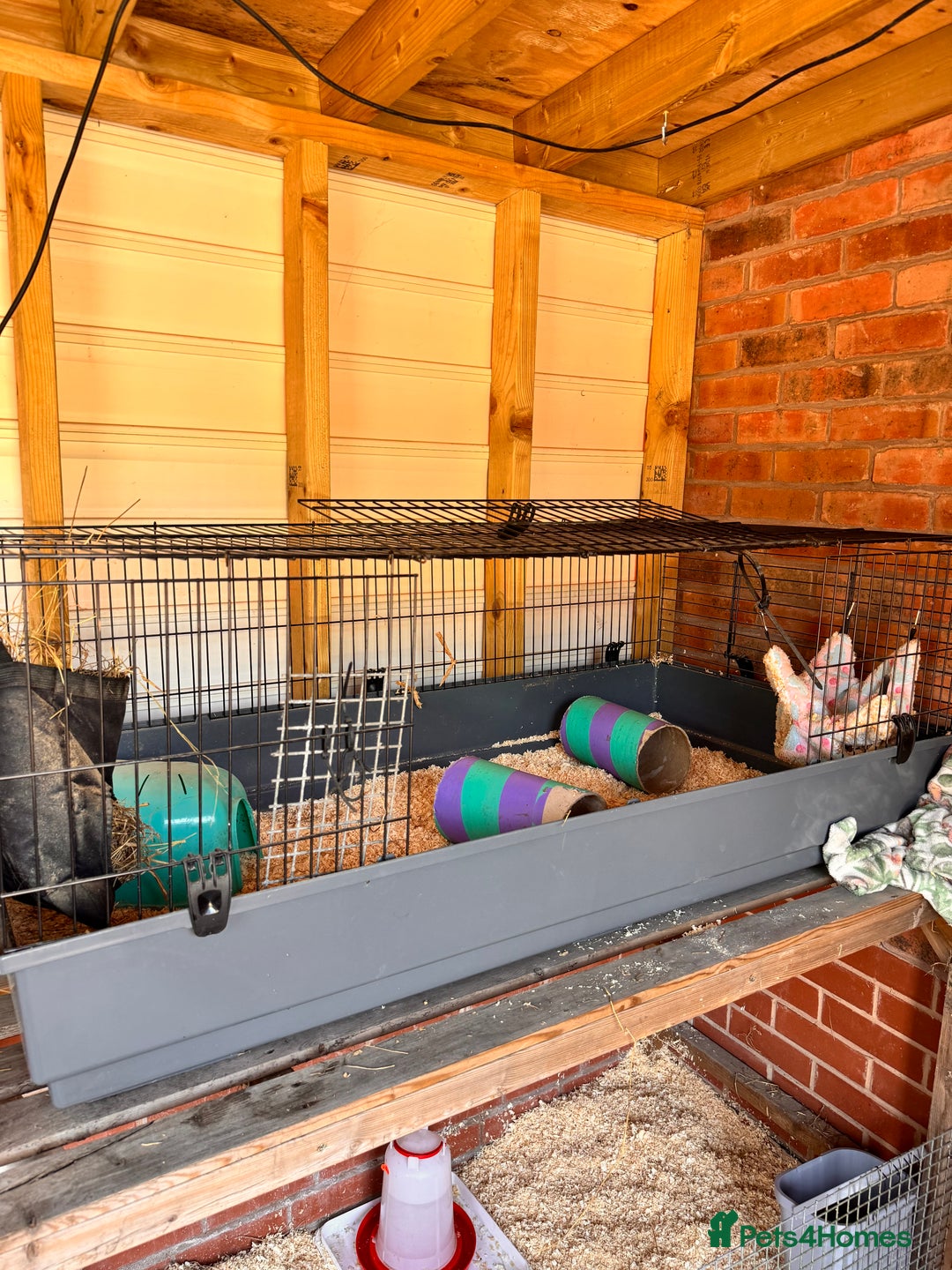 Guinea Pig rodents for sale: 2 beautiful brothers  - Image 4