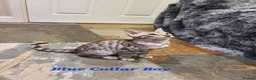 Bengal cats for sale: 🐆🐆Beautiful Pedigree Bengal Kittens🐆🐆  - Advert 39