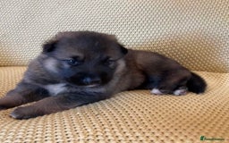 Shepsky dogs for sale: Gorgeous Shepsky pups (German shepherd x Husky) - Image 9