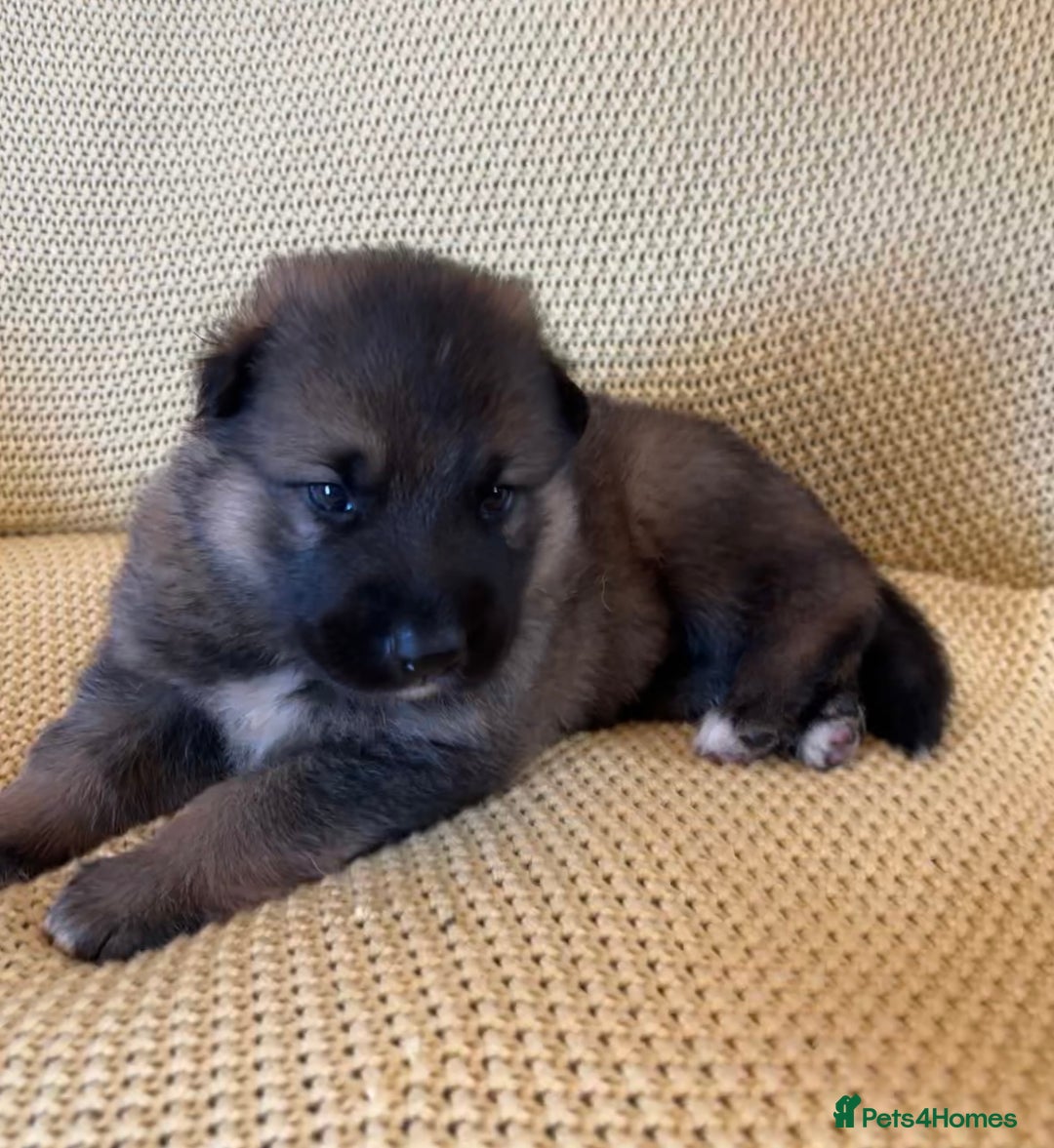 Shepsky dogs for sale: Gorgeous Shepsky pups (German shepherd x Husky) - Image 9