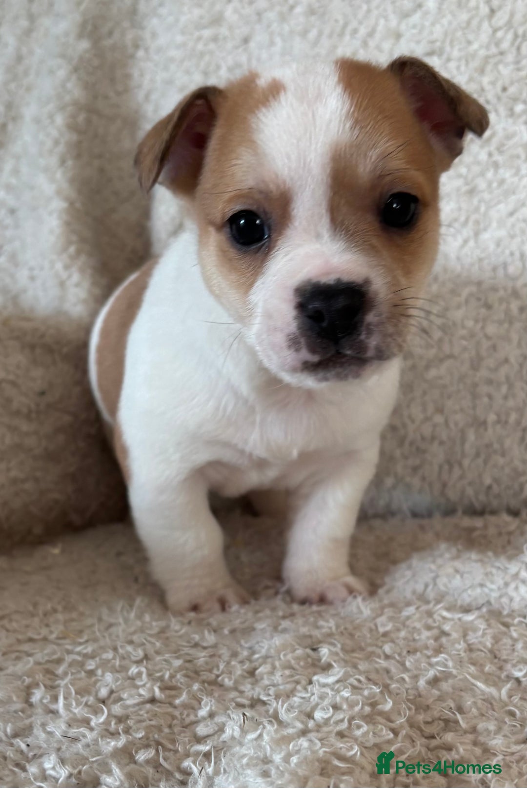 Mixed Breed dogs for sale: Frenchie cross Jack Russell puppies  - Advert 10