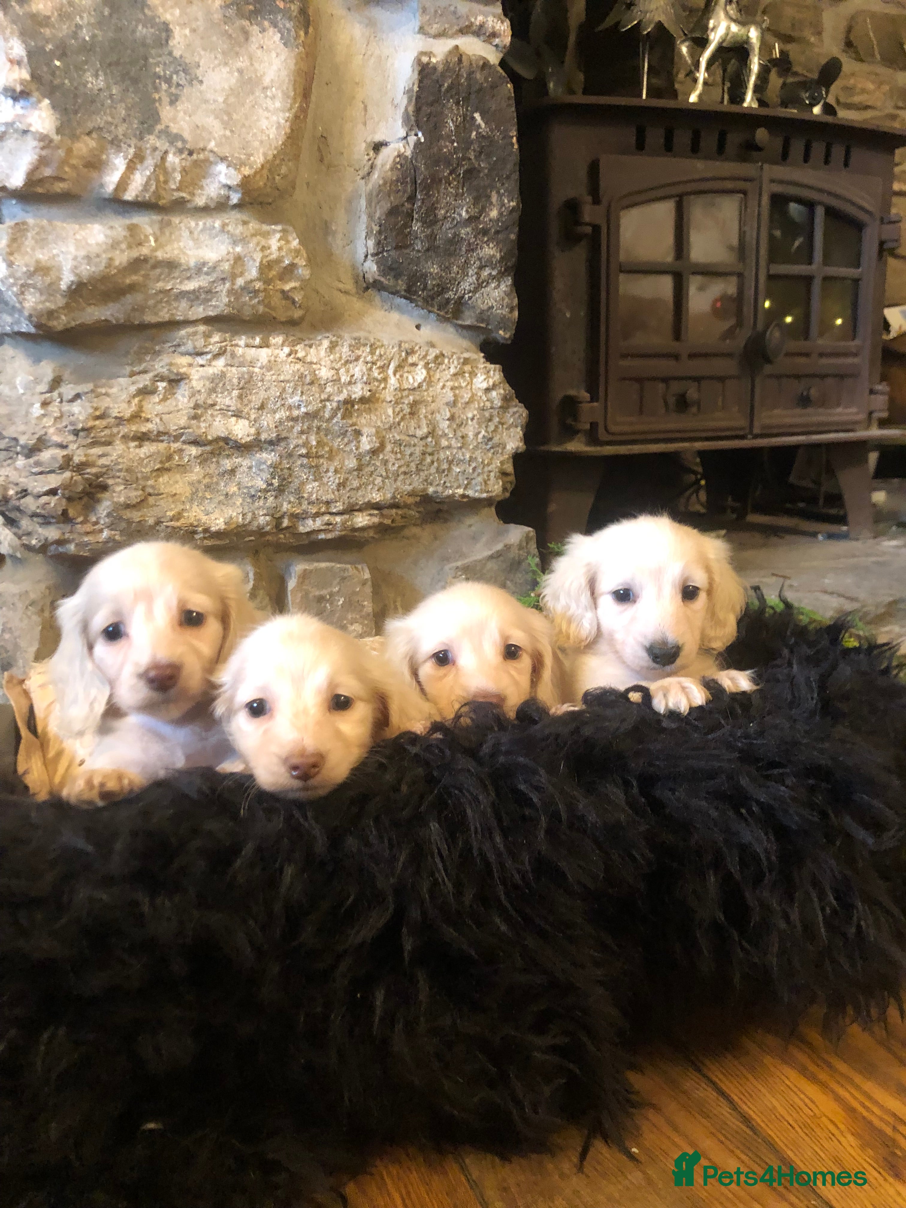 Miniature Dachshund dogs KC English Cream miniature dachshund  - Advert 9