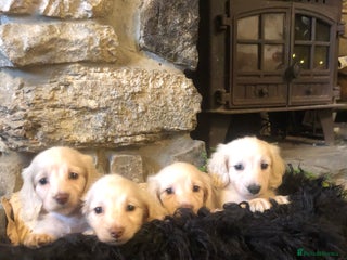 Miniature Dachshund dogs KC English Cream miniature dachshund - Advert 3