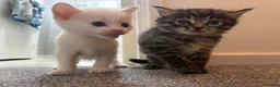 Turkish Angora cats for sale: 5 Beautiful Turkish Angora Kittens - Advert 2