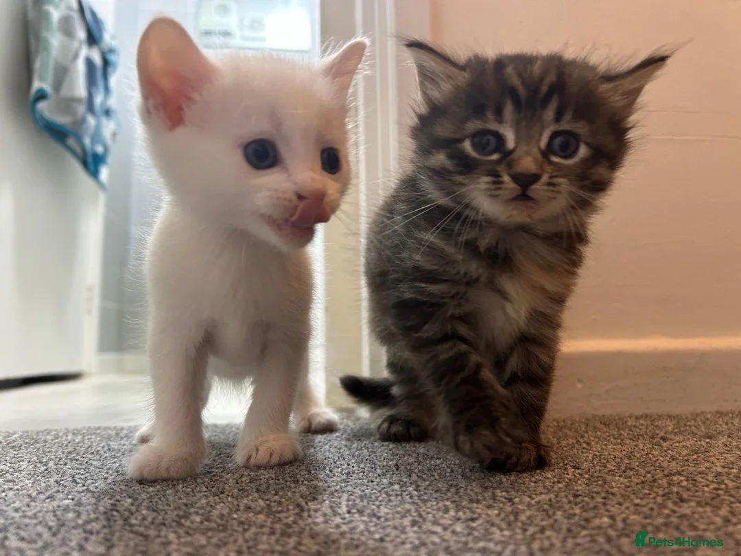 Turkish Angora cats for sale: 5 Beautiful Turkish Angora Kittens - Advert 2